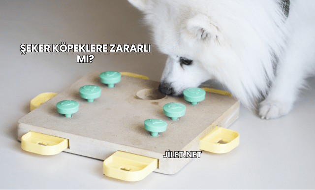 Şeker Köpeklere Zararlı mı?