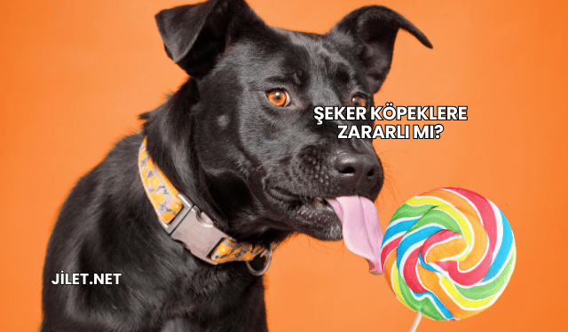 Şeker Köpeklere Zararlı mı?