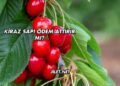 Kiraz Sapı Ödem Attırır mı?